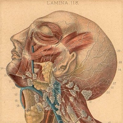 Anatomia (atles i tractats)