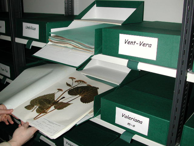 Herbarium BCN image