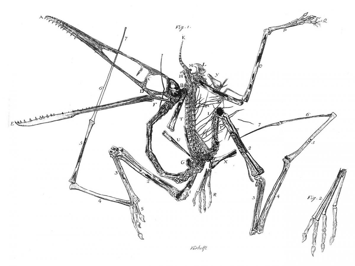 El pterosaure descrit per Collini