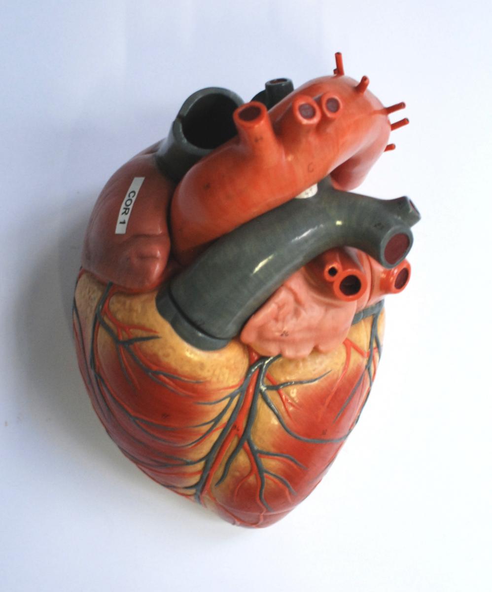 Model anatòmic del cor