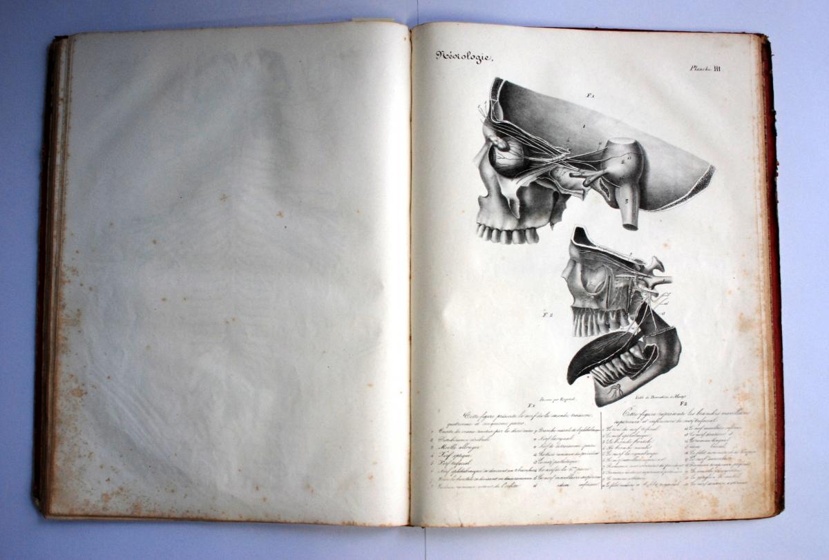 Espezel A. Anatomie descriptive du corps humain. Montpellier : Chez Mme veuve Avignon; 1834