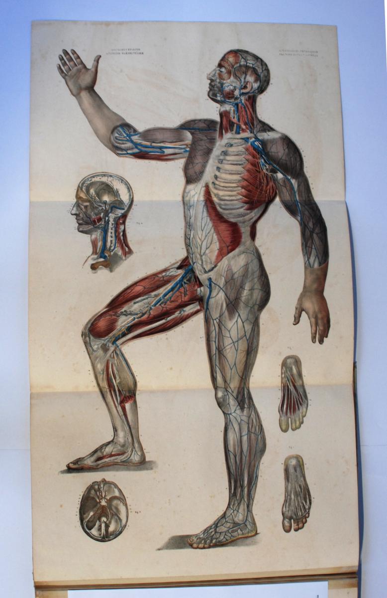 Bourgery JM, Jacob NH. [Anatomie élémentaire]. Librairie Belge,: Societé Typographique Belge, Ad. Wahlen et Cie; 1843