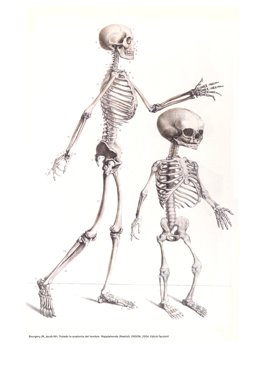 Tratado la anatomía del hombre, por el doctor Bourgery. Edició facsímil. Majadahonda (Madrid) : ERGON, 2004