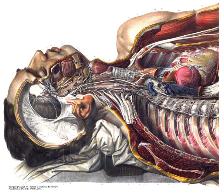 10 datos curiosos sobre anatomía artística - IAVQ