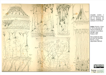Reproducció de la litografia número 3 que acompanya la obra de Ramón y Cajal S. Sur la structure de l’écorce cérébrale de quelques mammifères. Louvain: Aug. Peeters,1891.