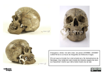 Reproducció de les peces L0036862, L0036857 iL0035709 de la col·lecció de fotografies de Wellcome Images. S’hi pot veure el model d’un crani emprat per a fer demostracions de frenologia. Una meitat del crani mostra les divisions segons les teories d’Spurzheim mentre que l’altra meitat mostra les de Gall.
