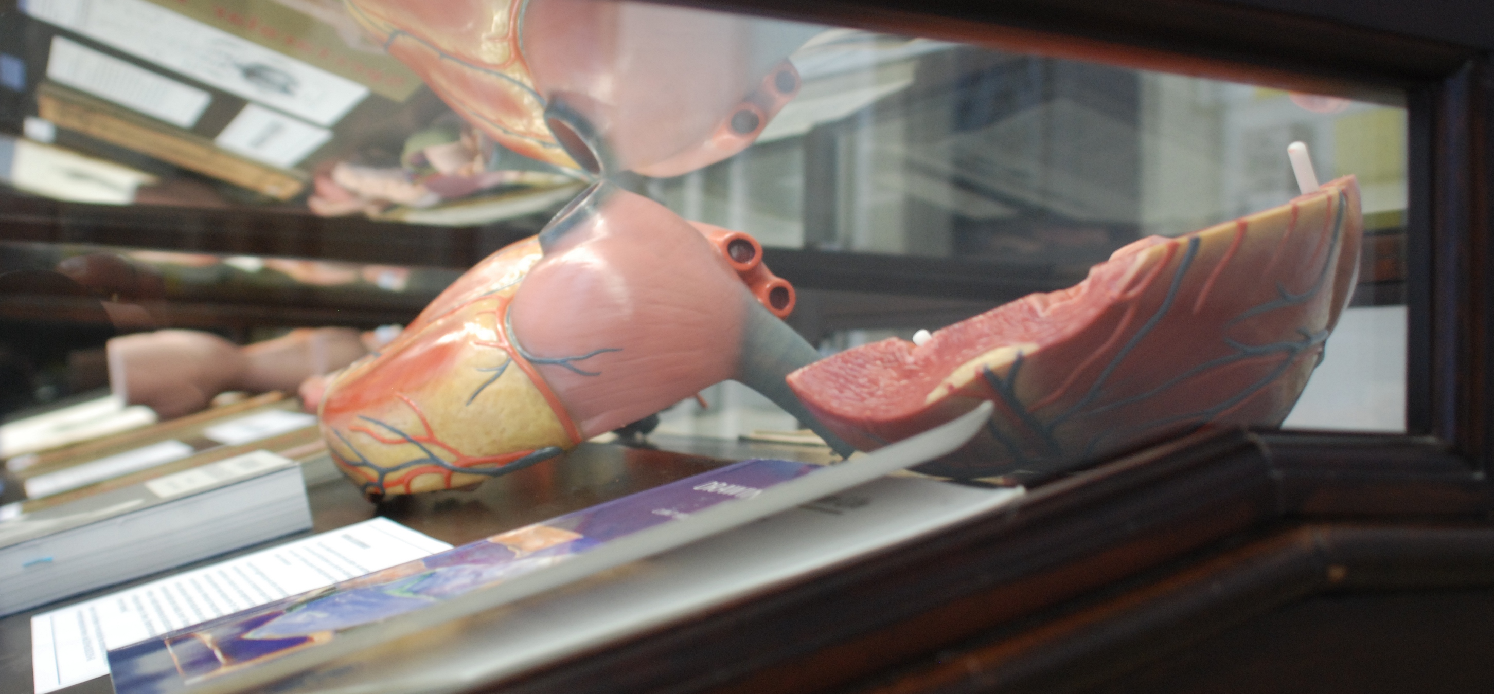 Fotografia d'un detall de la taula dedicada a l'anatomia artística