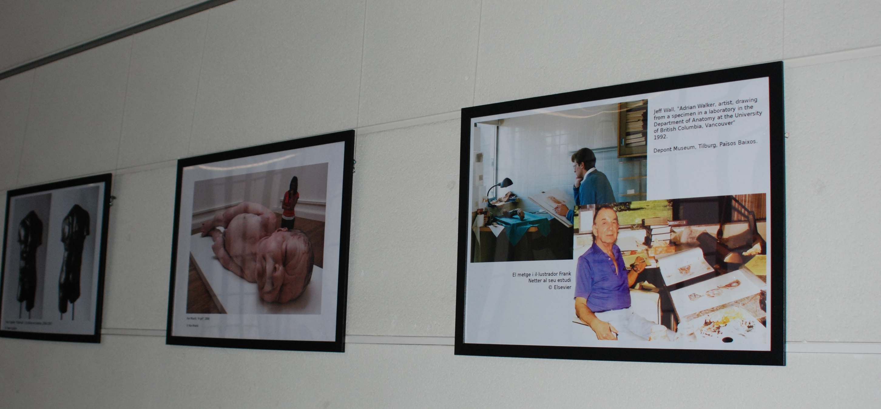 Fotografia d'un detall de pósters dedicats a l'anatomia artística