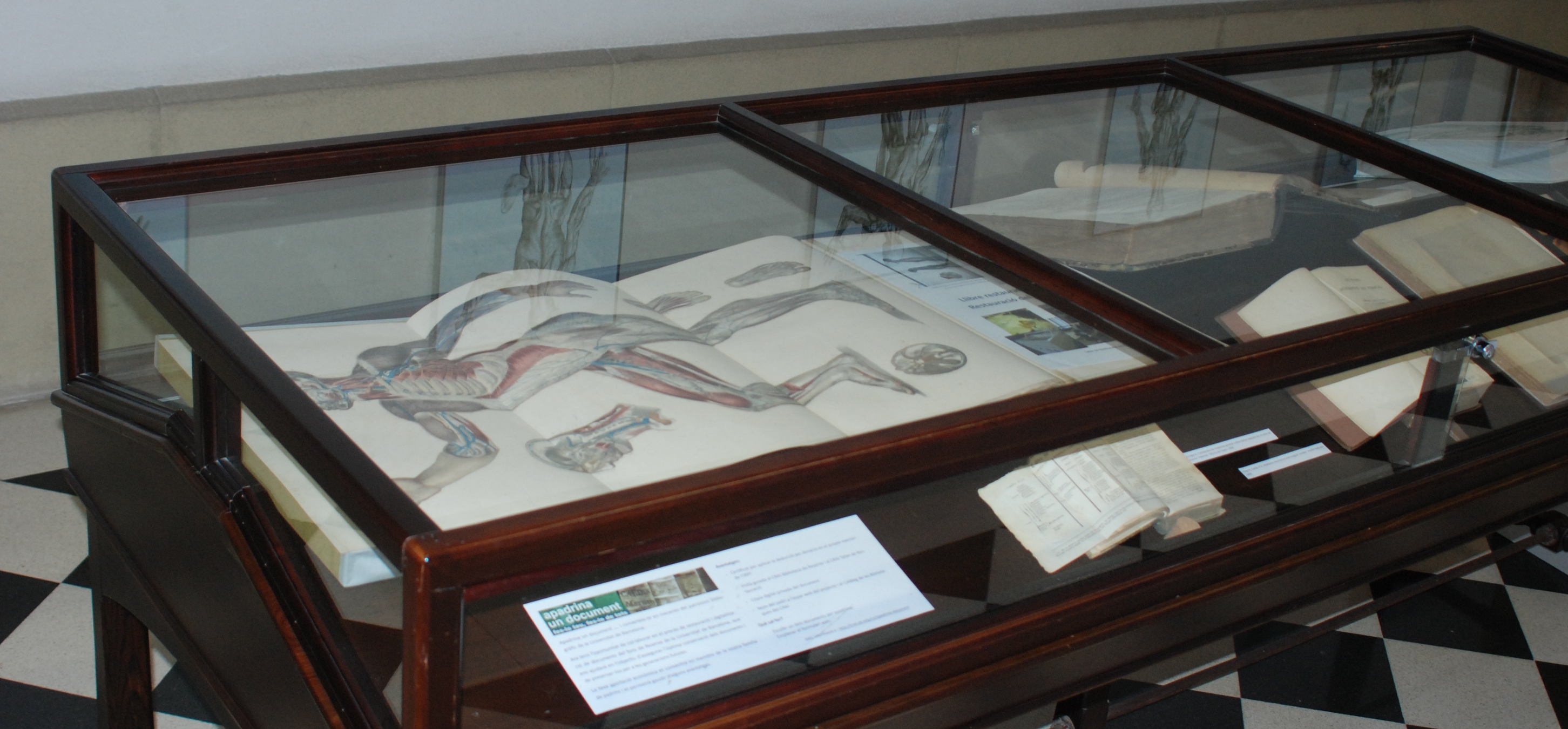 Fotografia d'un detall de la taula dedicada a l'anatomia científica