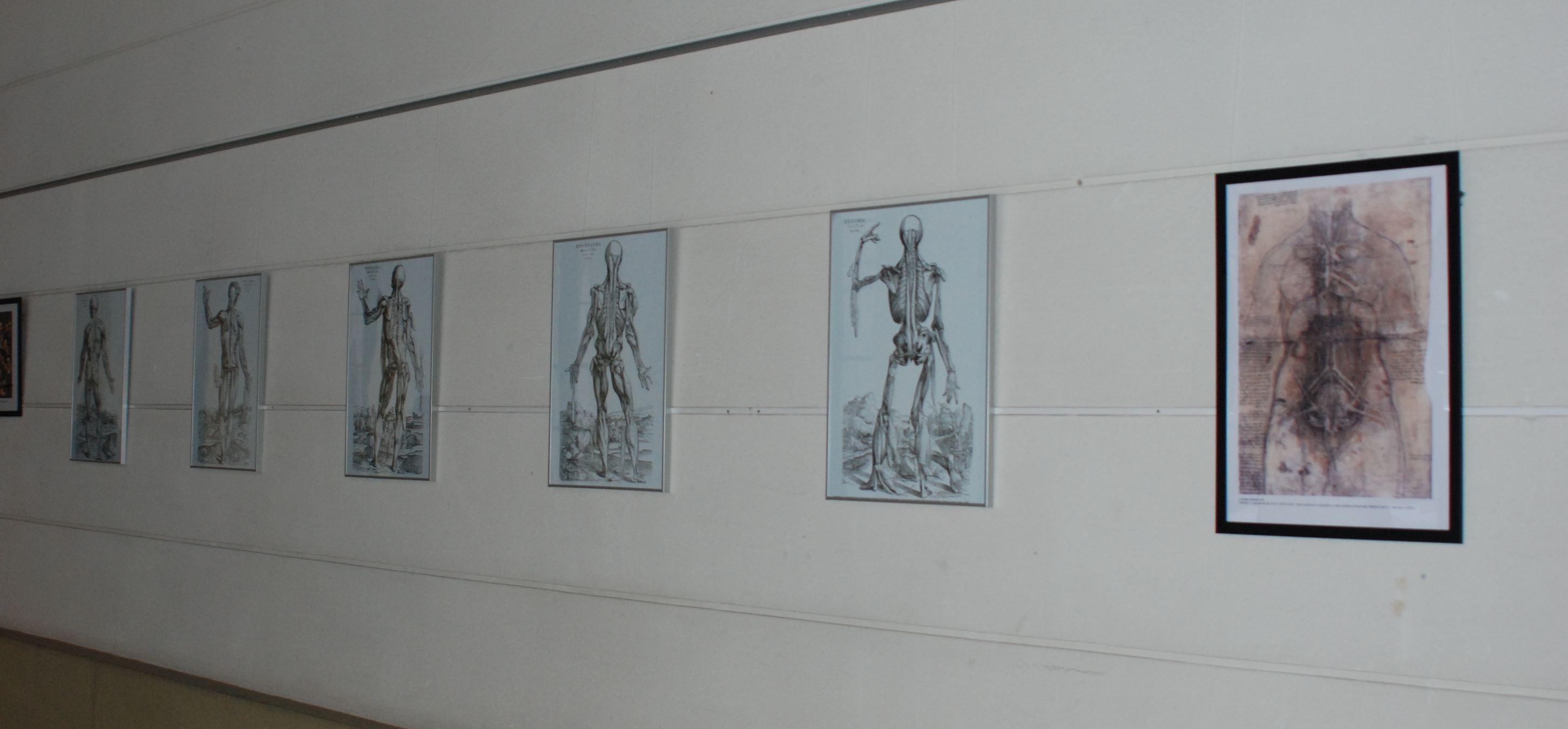 Fotografia d'un detall de pósters dedicats a l'anatomia científica