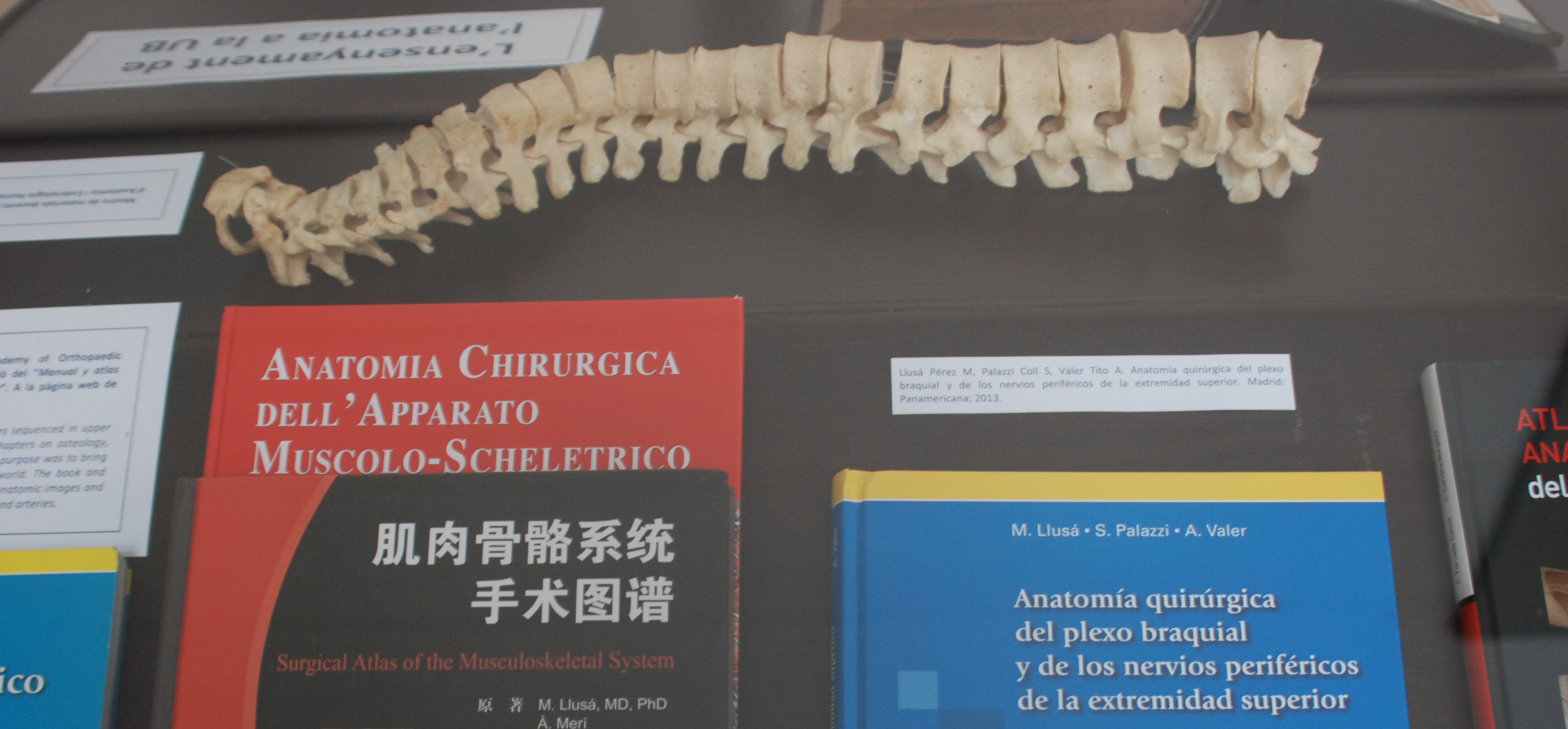 Fotografía de un detalle de la mesa dedicada a la anatomía en la UB