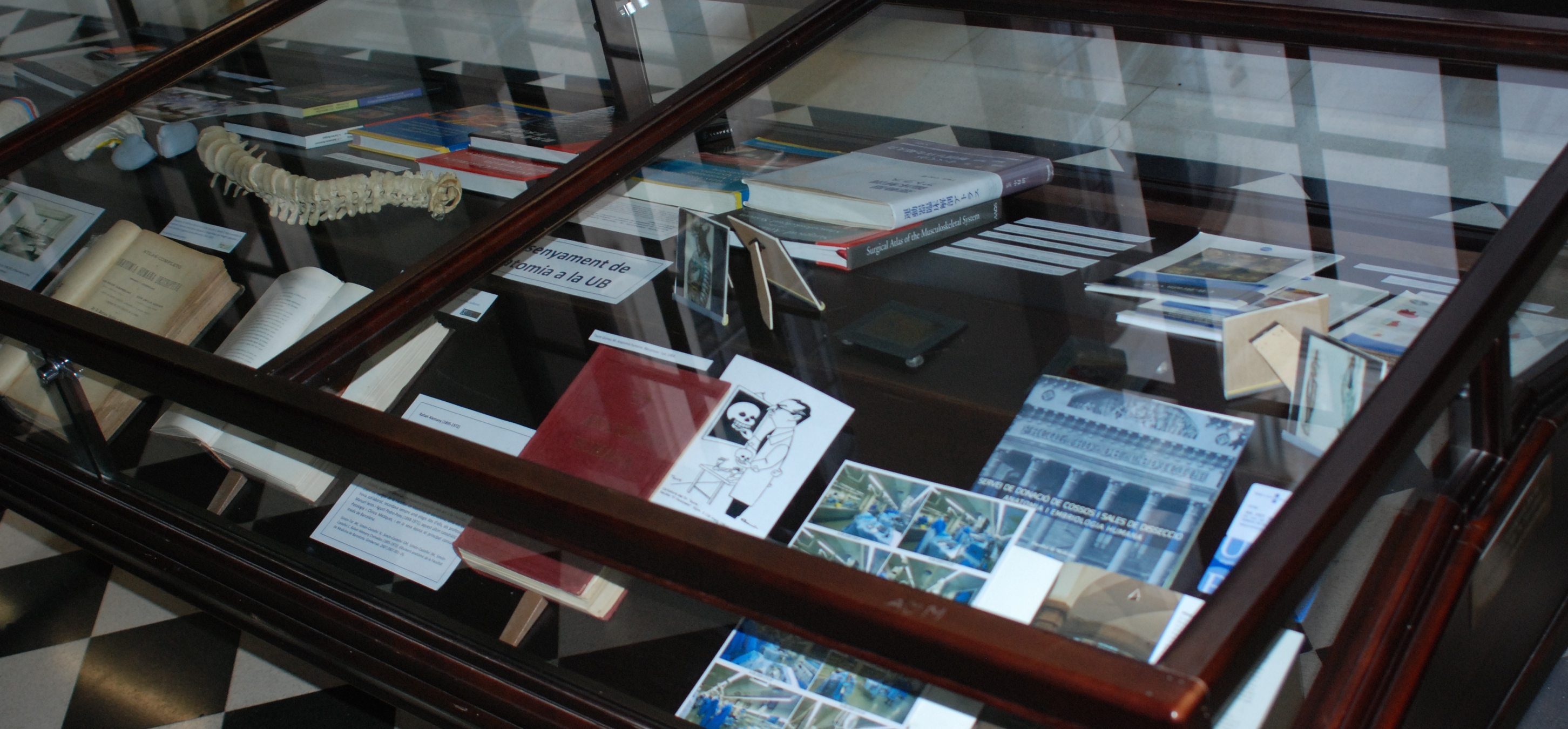 Fotografía de un detalle de la mesa dedicada a la anatomía en la UB