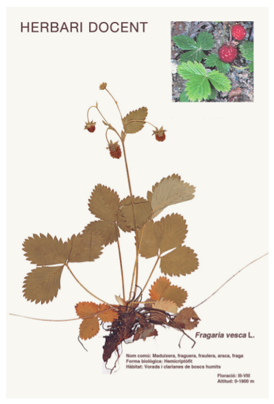 Postal promocional de l'Herbari Docent del CeDocBiV i el CRAI Biblioteca de Biologia (2013)