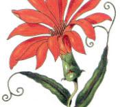 Tresors de botànica del CRAI Biblioteca de Farmàcia: Flora de la Real Expedición Botánica del Nuevo Reyno de Granada (1783-1816)