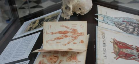 Fotografía de un detalle de la mesa dedicada a la docencia de la anatomía