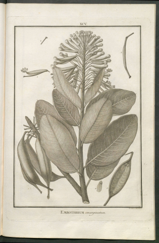 Incorporació de llibres de Botànica al fons del CRAI Biblioteca de Fons Antic