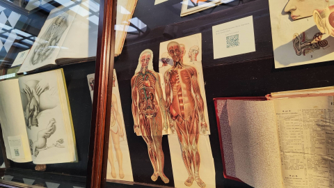 El CRAI Biblioteca del Campus Clínic inaugura l’exposició Il·lustració mèdica: Art i representació gràfica