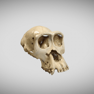 Digitalització 3D del fons Sabater Pi: innovació acadèmica i nous horitzons