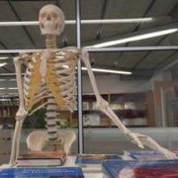 Nou esquelet artificial al CRAI Biblioteca del Campus Bellvitge