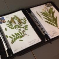 Nou herbari docent de plantes medicinals al CRAI Biblioteca de Farmàcia