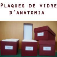 "Plaques de vidre d'anatomia del CRAI Biblioteca de Medicina". Nova col·lecció temàtica