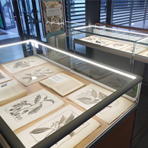 Mostra de gravats de Laurographia. Exposició al CRAI Biblioteca de Biologia