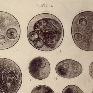 Mostra de plaques i làmines del CRAI Biblioteca de Biologia