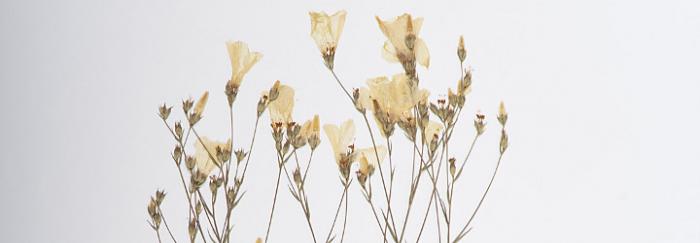 Linum tenuifolium L. subsp. suffruticosum (L.) Litard. - Loc.: Vallirana: Mas de les Fonts. Baix Llobregat. Rec.: Ninot, J. M. BCN-D 92 © CeDoCBiV