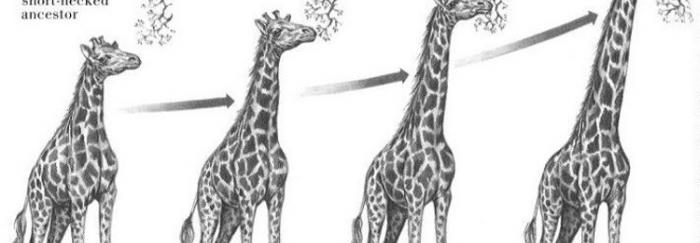 La girafa de Lamarck