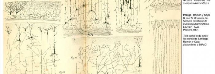 Reproducció de la litografia número 3 que acompanya la obra Sur la structure de l’écorce cérébrale de quelques mammifères. Text complet disponible a BiPaDi.